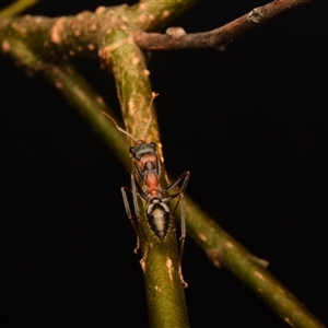 Myrmecia nigrocincta at Mount Coot-Tha, QLD - 2 Oct 2024 01:24 PM