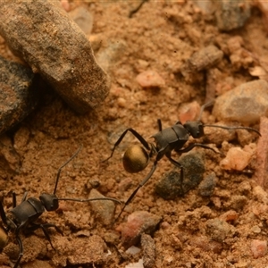 Polyrhachis tubifera at Mount Coot-Tha, QLD - 2 Oct 2024 02:52 PM