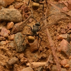 Polyrhachis tubifera at Mount Coot-Tha, QLD - 2 Oct 2024 02:52 PM