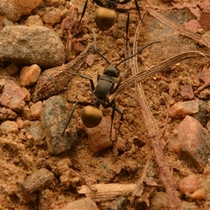 Polyrhachis tubifera at Mount Coot-Tha, QLD - 2 Oct 2024 02:52 PM