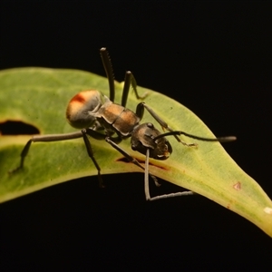 Polyrhachis sp. (ammon grouping) at Mount Coot-Tha, QLD - 2 Oct 2024 01:53 PM