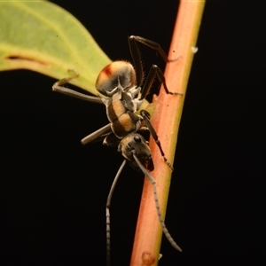 Polyrhachis sp. (ammon grouping) at Mount Coot-Tha, QLD - 2 Oct 2024 01:53 PM
