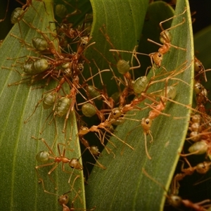 Oecophylla smaragdina at Rosslyn, QLD - 12 Oct 2024 11:59 AM