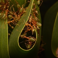 Oecophylla smaragdina at Rosslyn, QLD - 12 Oct 2024 11:59 AM