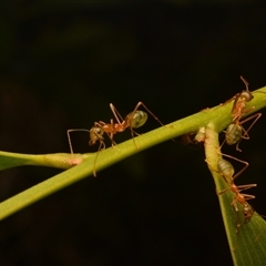 Oecophylla smaragdina at Rosslyn, QLD - 12 Oct 2024 11:59 AM