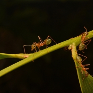 Oecophylla smaragdina at Rosslyn, QLD - 12 Oct 2024 11:59 AM
