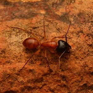 Camponotus sp. (genus) at Mount Archer, QLD - 16 Oct 2024 08:47 PM