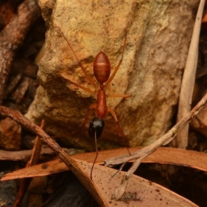 Camponotus sp. (genus) at Mount Archer, QLD - 16 Oct 2024 08:52 PM