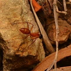 Camponotus sp. (genus) at Mount Archer, QLD - 16 Oct 2024 08:52 PM