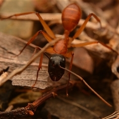 Camponotus sp. (genus) at Mount Archer, QLD - 16 Oct 2024 08:52 PM