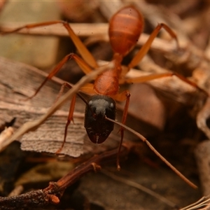 Camponotus sp. (genus) at Mount Archer, QLD - 16 Oct 2024 08:52 PM