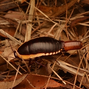Unverified Cockroach (Blattodea, several families) at Nerimbera, QLD - 16 Oct 2024 by NateKingsford