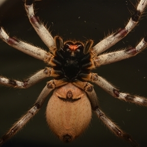 Isopedella pessleri (A huntsman spider) at Aranda, ACT - 17 Aug 2024 by NateKingsford