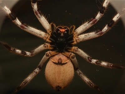 Isopedella pessleri (A huntsman spider) at Aranda, ACT - 17 Aug 2024 by NateKingsford