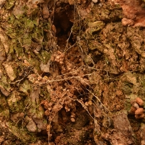 Hadronyche sp. (genus) (A funnel web) at Mount Keira, NSW - 21 Aug 2024 by NateKingsford