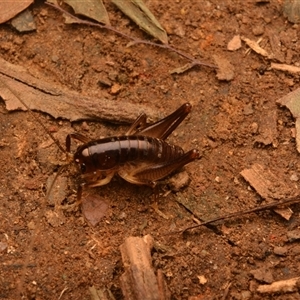 Gryllacrididae (family) at Mount Keira, NSW - 21 Aug 2024 10:07 PM