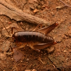 Gryllacrididae (family) at Mount Keira, NSW - 21 Aug 2024 10:07 PM