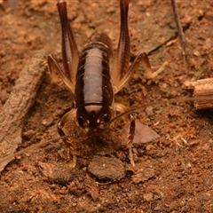 Gryllacrididae (family) at Mount Keira, NSW - 21 Aug 2024 10:07 PM