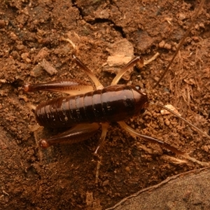 Gryllacrididae (family) at Mount Keira, NSW - 21 Aug 2024 10:07 PM
