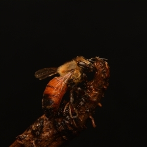 Apis mellifera at Pialligo, ACT - 22 Aug 2024 by NateKingsford
