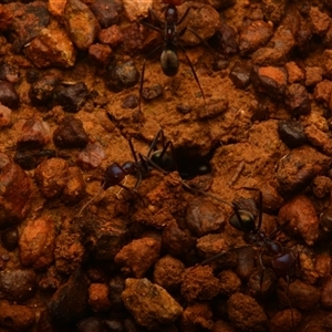 Iridomyrmex purpureus (Meat Ant) at Pialligo, ACT - 25 Aug 2024 by NateKingsford