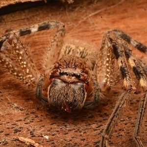 Neosparassus calligaster (Beautiful Badge Huntsman) at Acton, ACT - 7 Jul 2024 by NateKingsford