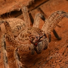 Neosparassus calligaster at Acton, ACT - 7 Jul 2024 06:02 PM