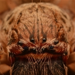 Neosparassus calligaster at Acton, ACT - 7 Jul 2024 06:02 PM