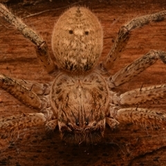 Neosparassus calligaster at Acton, ACT - 7 Jul 2024 06:02 PM