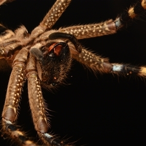 Neosparassus calligaster at Acton, ACT - 7 Jul 2024 06:02 PM