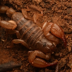 Urodacus manicatus at Acton, ACT - 7 Jul 2024 by NateKingsford