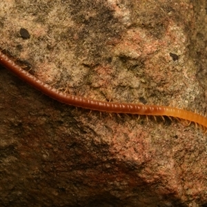Scolopendromorpha (order) at Acton, ACT - 7 Jul 2024 by NateKingsford