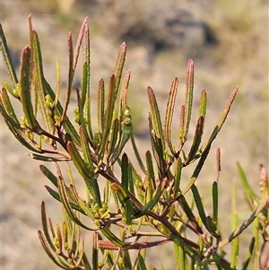 Dodonaea viscosa subsp. angustissima (Hop Bush) at Whitlam, ACT - 8 Apr 2025 by sangio7