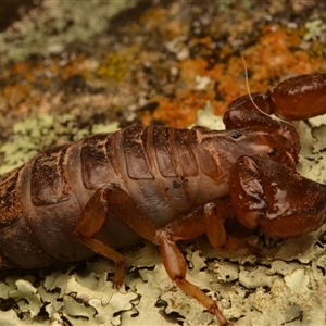 Urodacus manicatus at Weetangera, ACT - 14 Jul 2024 by NateKingsford