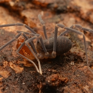 Opiliones (order) at Uriarra Village, ACT - 21 Jul 2024 by NateKingsford