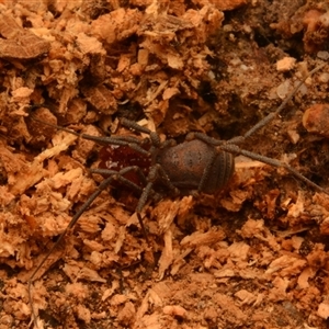 Opiliones (order) at Uriarra Village, ACT - 21 Jul 2024 by NateKingsford