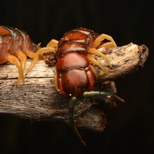 Cormocephalus aurantiipes (Orange-legged Centipede) at Aranda, ACT - 3 Aug 2024 by NateKingsford
