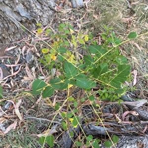 Koelreuteria paniculata at Hackett, ACT - 27 Mar 2025 by waltraud