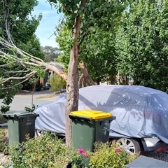 Pyrus calleryana at Watson, ACT - suppressed