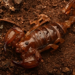 Urodacus manicatus at Aranda, ACT - 3 Aug 2024 by NateKingsford