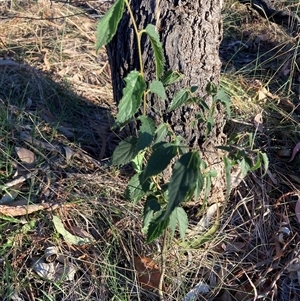 Celtis australis (Nettle Tree) at Hackett, ACT - 27 Mar 2025 by waltraud