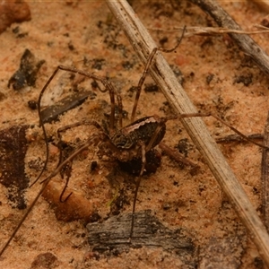 Opiliones (order) at Aranda, ACT - 17 May 2024 by NateKingsford