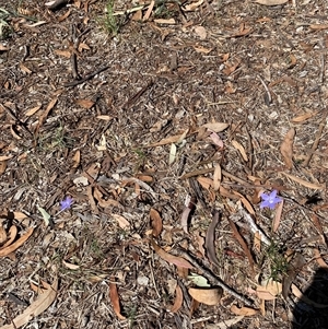 Wahlenbergia sp. at Hughes, ACT - Today by ruthkerruish
