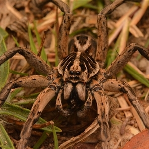 Tasmanicosa sp. (genus) (Tasmanicosa wolf spider) at Aranda, ACT - 25 Mar 2024 by NateKingsford