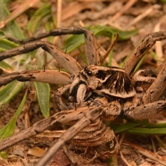 Tasmanicosa sp. (genus) at Aranda, ACT - 25 Mar 2024 08:11 PM