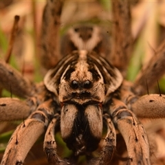 Tasmanicosa sp. (genus) at Aranda, ACT - 25 Mar 2024 08:11 PM