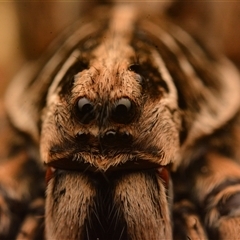 Tasmanicosa sp. (genus) at Aranda, ACT - 25 Mar 2024 08:11 PM