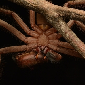 Delena cancerides (Social huntsman spider) at Aranda, ACT - 6 Mar 2024 by NateKingsford