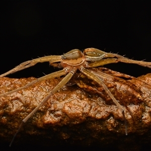 Dolomedes facetus (Crafty Fishing Spider) at Yarralumla, ACT - 6 Mar 2024 by NateKingsford