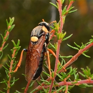 Perga dorsalis (Steel-blue sawfly, spitfire) at Aranda, ACT - 27 Feb 2024 by NateKingsford